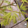 Acer-palmatum-Midori-no-teiboku-printemps