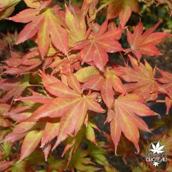 acer-palmatum-matsuyoi-automne