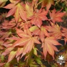 acer-palmatum-matsuyoi-automne