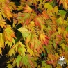 acer-palmatum-matsuyoi-debut-d-automne