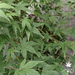 Acer-palmatum-Matsuyoi-ete