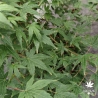 Acer-palmatum-Matsuyoi-ete