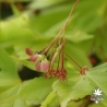 acer-palmatum-matsuyoi-fruits