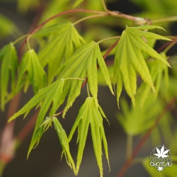 Acer-palmatum-Matsuyoi-printemps