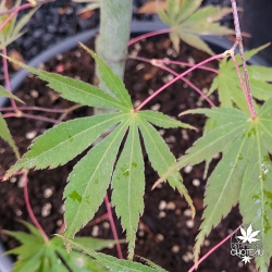 Acer-palmatum-Matsukaze-ete