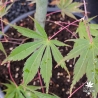 Acer-palmatum-Matsukaze-ete