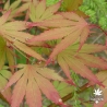 acer-palmatum-matsukaze-fin-d-ete