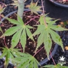 Acer-palmatum-Matsukaze-fin-de-l-ete