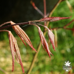 acer-palmatum-matsukaze-printemps