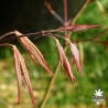 acer-palmatum-matsukaze-printemps