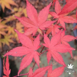 Acer-palmatum-Marjan-automne-2