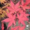 Acer-palmatum-Marjan-automne-2