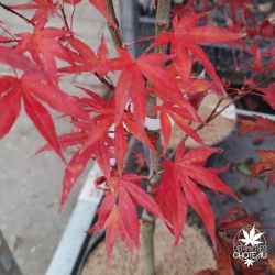 Acer-palmatum-Marjan-automne