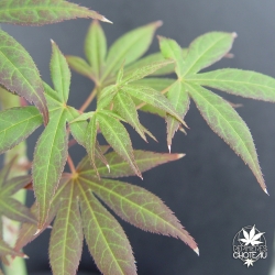 acer-palmatum-marjan-ete