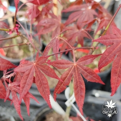 Acer-palmatum-Marjan-printemps