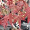 Acer-palmatum-Marjan-printemps