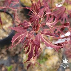 Acer-palmatum-Manyo-no-sato--printemps