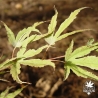 acer-palmatum-manyo-no-sato-bray-debut-d-automne