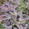 Acer-palmatum-Manyo-no-sato-debut-d-ete