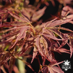 acer-palmatum-manyo-no-sato-printemps-2