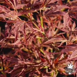 acer-palmatum-manyo-no-sato-printemps-3