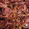 acer-palmatum-manyo-no-sato-printemps-3