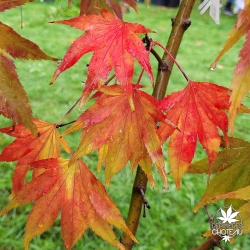 Acer-palmatum-Lutescens-automne-2