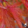 acer-palmatum-lutescens-automne-3