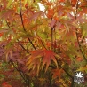 acer-palmatum-lutescens-automne-4