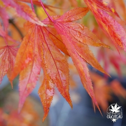 Acer-palmatum-Lutescens-automne