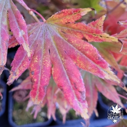 Acer-palmatum-Lutescens-debut-de-l-automne