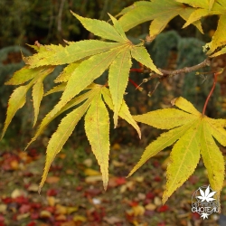 acer-palmatum-lutescens-fin-d-ete