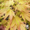 acer-palmatum-lutescens-fin-de-printemps