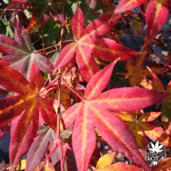 Acer-palmatum-Lucky-Star-automne