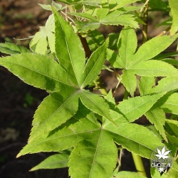 acer-palmatum-lucky-star-ete