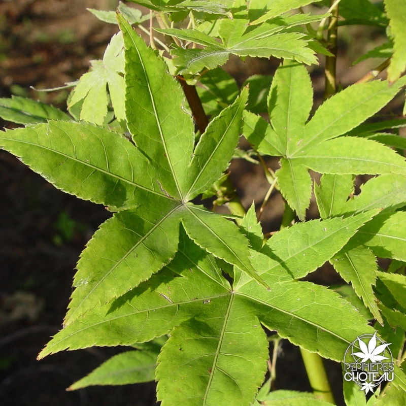 acer-palmatum-lucky-star-ete