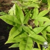 acer-palmatum-lucky-star-ete