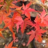 Acer-palmatum-Lady-s-choice-automne-3