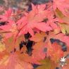 Acer-palmatum-Lady-s-Choice-automne-4