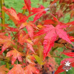 Acer-palmatum-Lady-s-Choice-automne