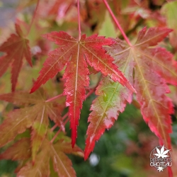 Acer-palmatum-Lady-s-Choice-debut-d-automne