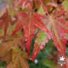 Acer-palmatum-Lady-s-Choice-debut-d-automne