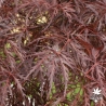 acer-palmatum-lace-lady-ete