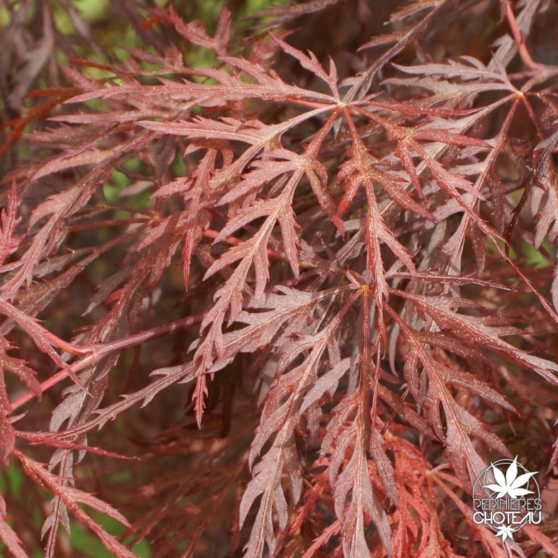 acer-palmatum-lace-lady-printemps