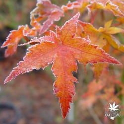 acer-palmatum-kyra-automne