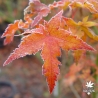 acer-palmatum-kyra-automne