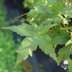 acer-palmatum-kyra-ete