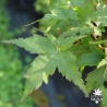 acer-palmatum-kyra-ete