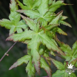acer-palmatum-kyra-printemps
