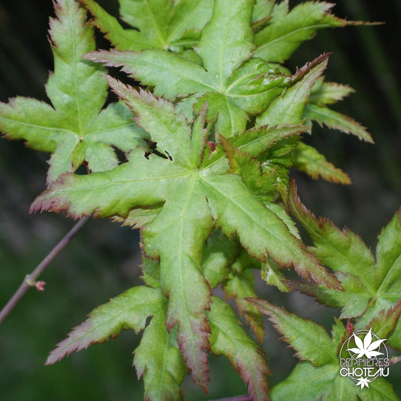 acer-palmatum-kyra-printemps